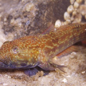 Goby - Destin Jetties