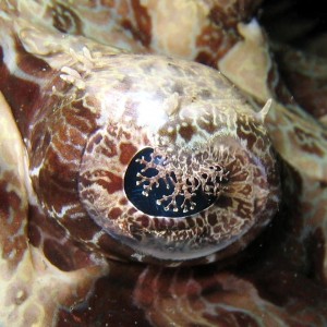 Eye of Beaufort's crocodilefish