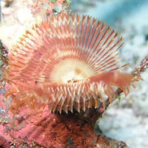 Featherduster Worm