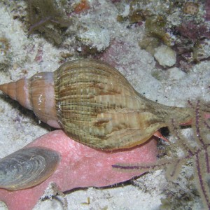 Tulip Shell