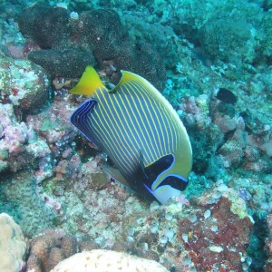 Emperor Angelfish