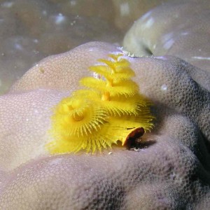 Christmas Tree Worm