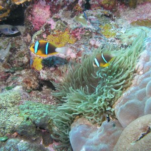 Anemonefish