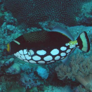 Clown Triggerfish