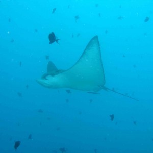 Spotted Eagle Ray