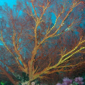 Sea Fan