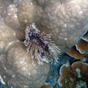 Feather Duster Worm