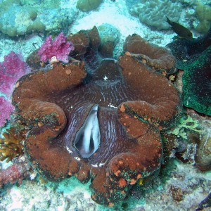 Giant Clam