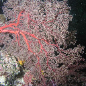 Sea Fan at Night