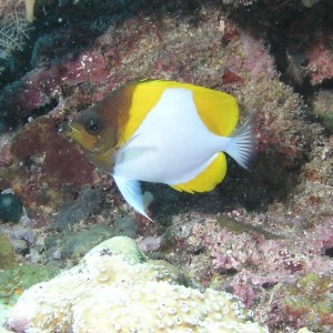 Pyramid Butterflyfish