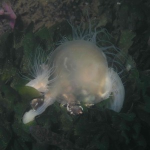 Jellyfish eaten