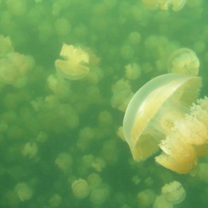 Jellyfish Lake