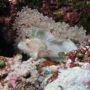 Leaf Scorpionfish