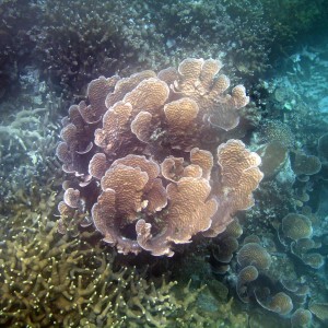 Lettuce Leaf Coral