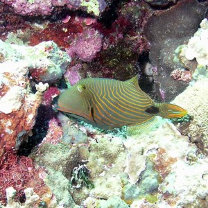 Orange Lined Triggerfish