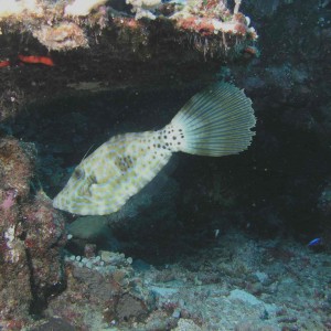 Scrawled Filefish