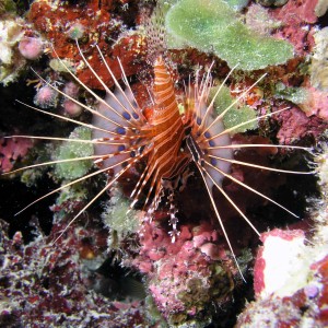 Lionfish