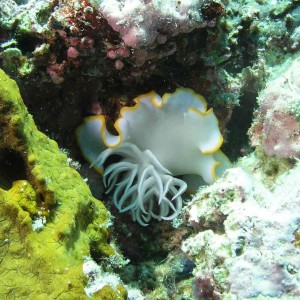 Nudibranch