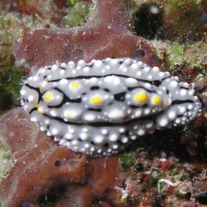 Nudibranch