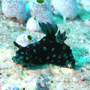 Nudibranch