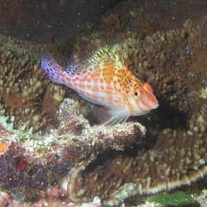 Dwarf Hawkfish