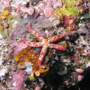 Starfish