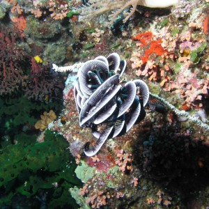 Feather Star