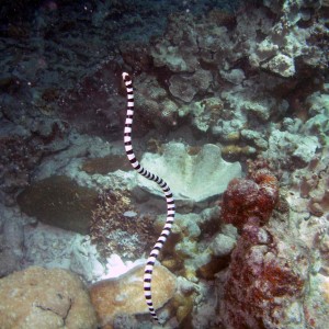 Banded Sea Snake