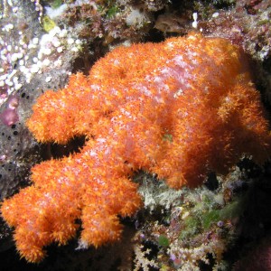 Soft Coral