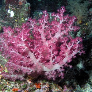 Soft Coral