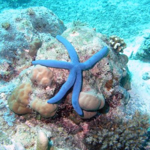 Starfish