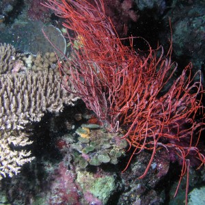 Whip Coral