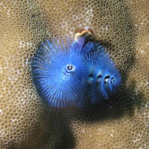 Christmas Tree Worm