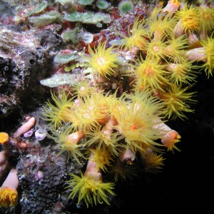 Tube Coral