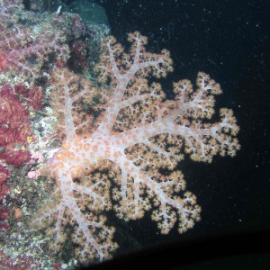 Soft Coral