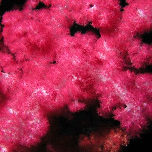 Soft Coral