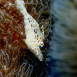 Filefish1