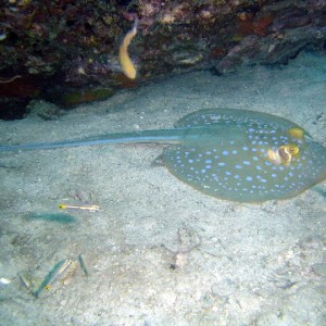 Blue Spotted Ray