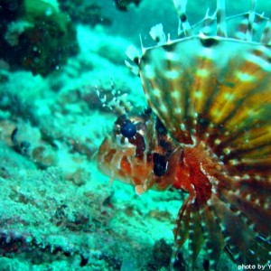 lionfish