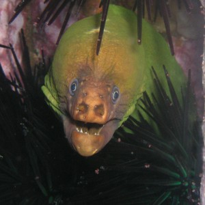 Moray Eel