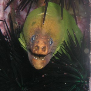 Moray Eel - uneditied