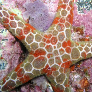 Starfish