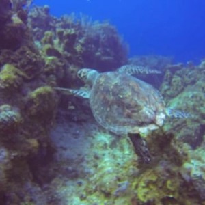 Compass Point & Ocean Frontiers - Grand Cayman