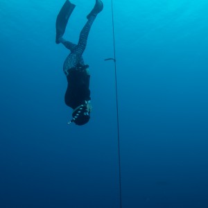 Cayman Freediving