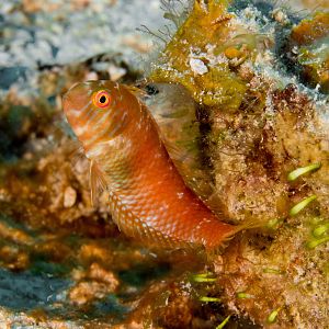 Coz May 2016 Blenny 001c