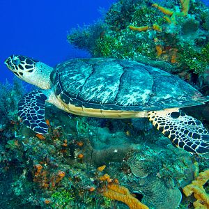 Coz May 2016 Hawksbill Turtle 005c