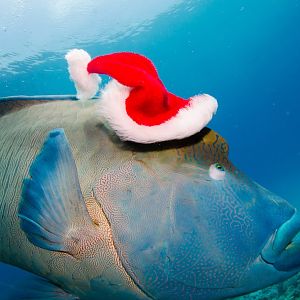 Christmas on the Great Barrier Reef - This one really wanted my red hat