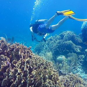 Cordelia Banks coral reef conservation research