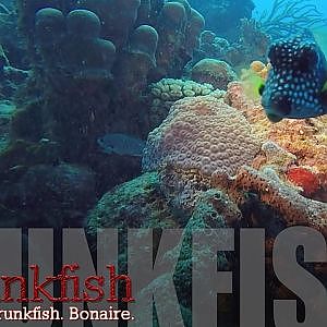 Trunkfish - Bonaire