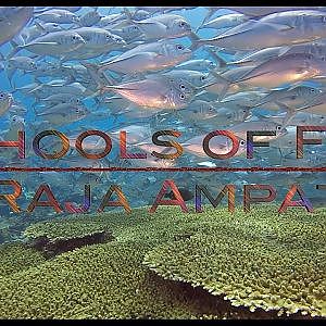 Raja Ampat | Schools of Fish